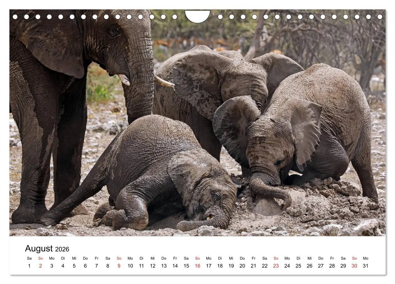Bild: 9783457778142 | Namibias Elefanten (Wandkalender 2026 DIN A4 quer), CALVENDO...