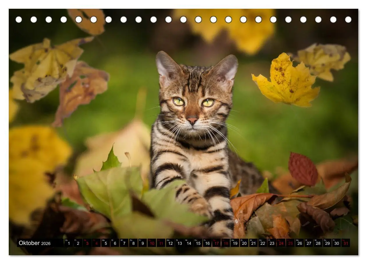 Bild: 9783457838242 | Bengalen Outdoor und Action (Tischkalender 2026 DIN A5 quer),...