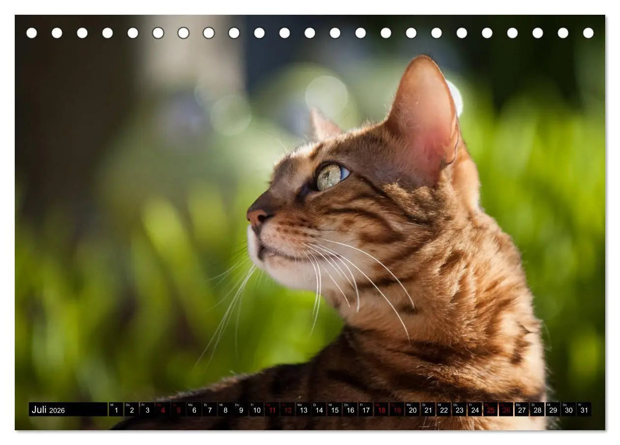 Bild: 9783457838242 | Bengalen Outdoor und Action (Tischkalender 2026 DIN A5 quer),...