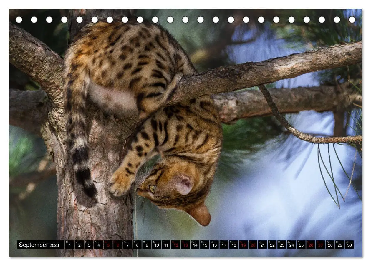 Bild: 9783457838242 | Bengalen Outdoor und Action (Tischkalender 2026 DIN A5 quer),...