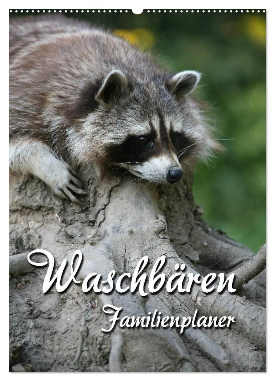 Cover: 9783516478242 | Waschbären Familienplaner (Wandkalender 2026 DIN A2 hoch), CALVENDO...
