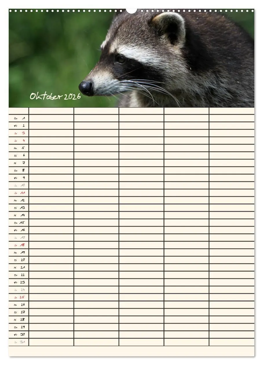 Bild: 9783516478242 | Waschbären Familienplaner (Wandkalender 2026 DIN A2 hoch), CALVENDO...