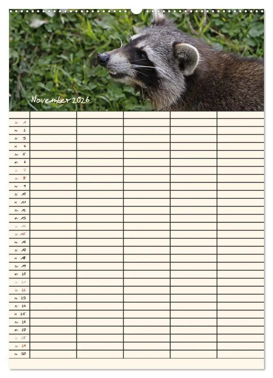 Bild: 9783516478242 | Waschbären Familienplaner (Wandkalender 2026 DIN A2 hoch), CALVENDO...