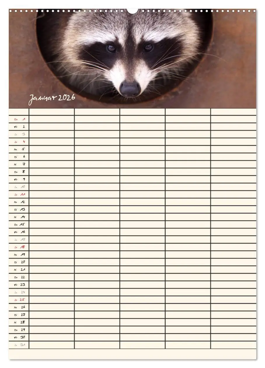 Bild: 9783516478242 | Waschbären Familienplaner (Wandkalender 2026 DIN A2 hoch), CALVENDO...