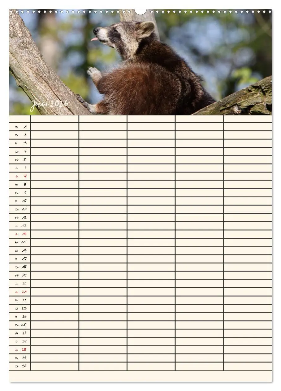 Bild: 9783516478242 | Waschbären Familienplaner (Wandkalender 2026 DIN A2 hoch), CALVENDO...