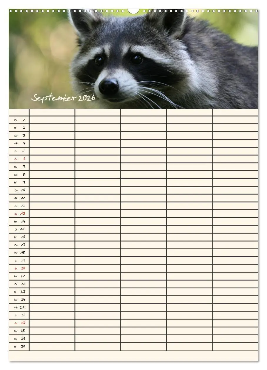 Bild: 9783516478242 | Waschbären Familienplaner (Wandkalender 2026 DIN A2 hoch), CALVENDO...