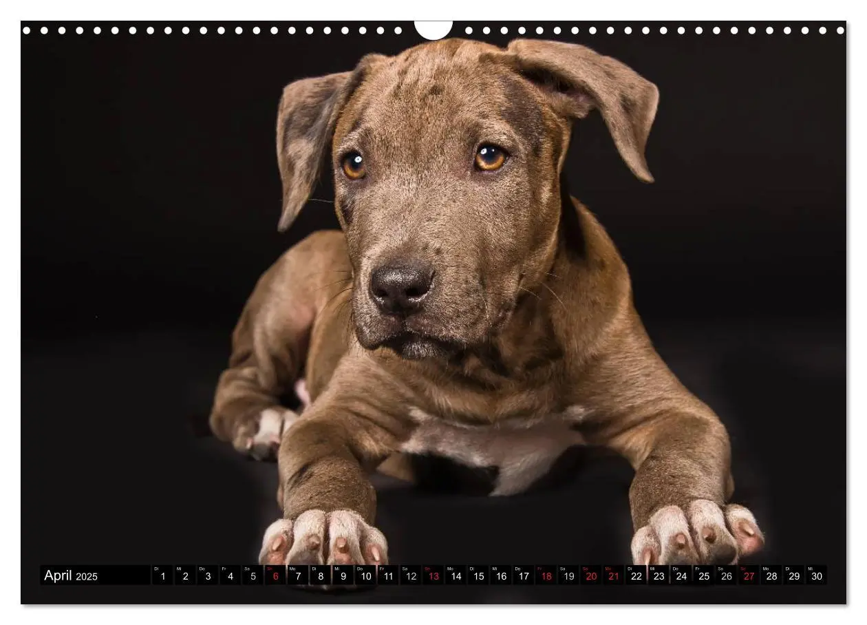 Bild: 9783435658442 | Pit Bull und Co. - Geliebt, gefürchtet, missverstanden...