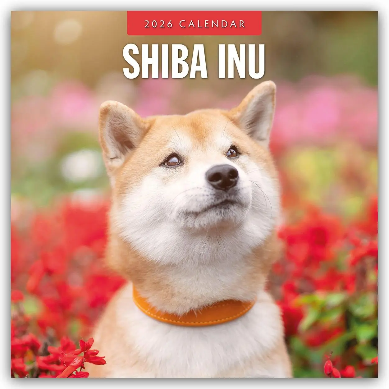 Cover: 9781804428542 | Shiba Inu 2026 - 16-Monatskalender | Robin Red | Kalender | 14 S.