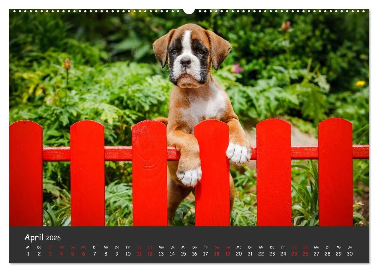 Bild: 9783516138542 | Wenn ich groß bin werd' ich Boxer (hochwertiger Premium...