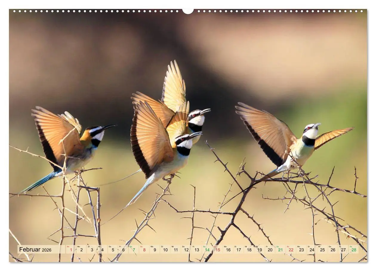 Bild: 9783516128642 | Vögel in Afrika - Magie der Farben (Wandkalender 2026 DIN A2 quer),...