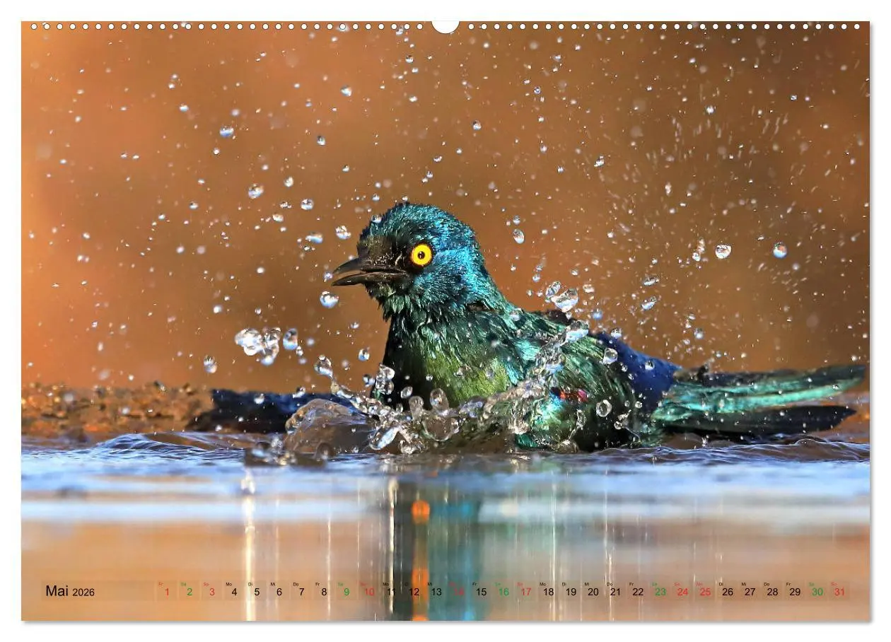 Bild: 9783516128642 | Vögel in Afrika - Magie der Farben (Wandkalender 2026 DIN A2 quer),...
