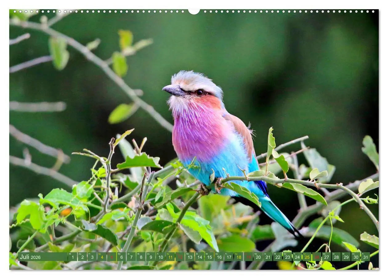 Bild: 9783516128642 | Vögel in Afrika - Magie der Farben (Wandkalender 2026 DIN A2 quer),...