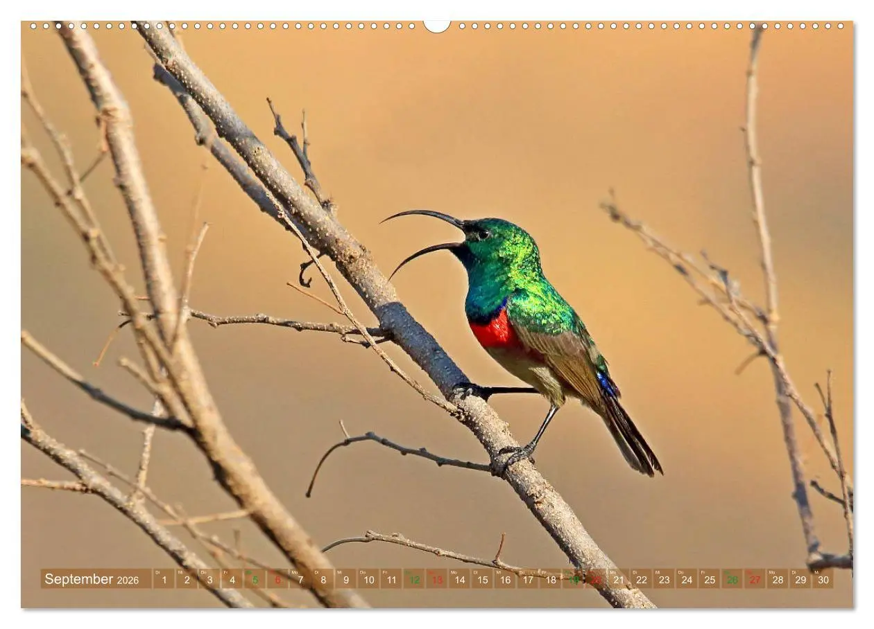 Bild: 9783516128642 | Vögel in Afrika - Magie der Farben (Wandkalender 2026 DIN A2 quer),...