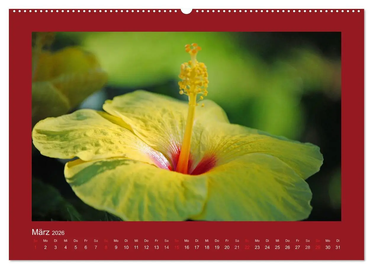 Bild: 9783516038842 | Aloha Blütenzauber aus Hawaii (Wandkalender 2026 DIN A2 quer),...