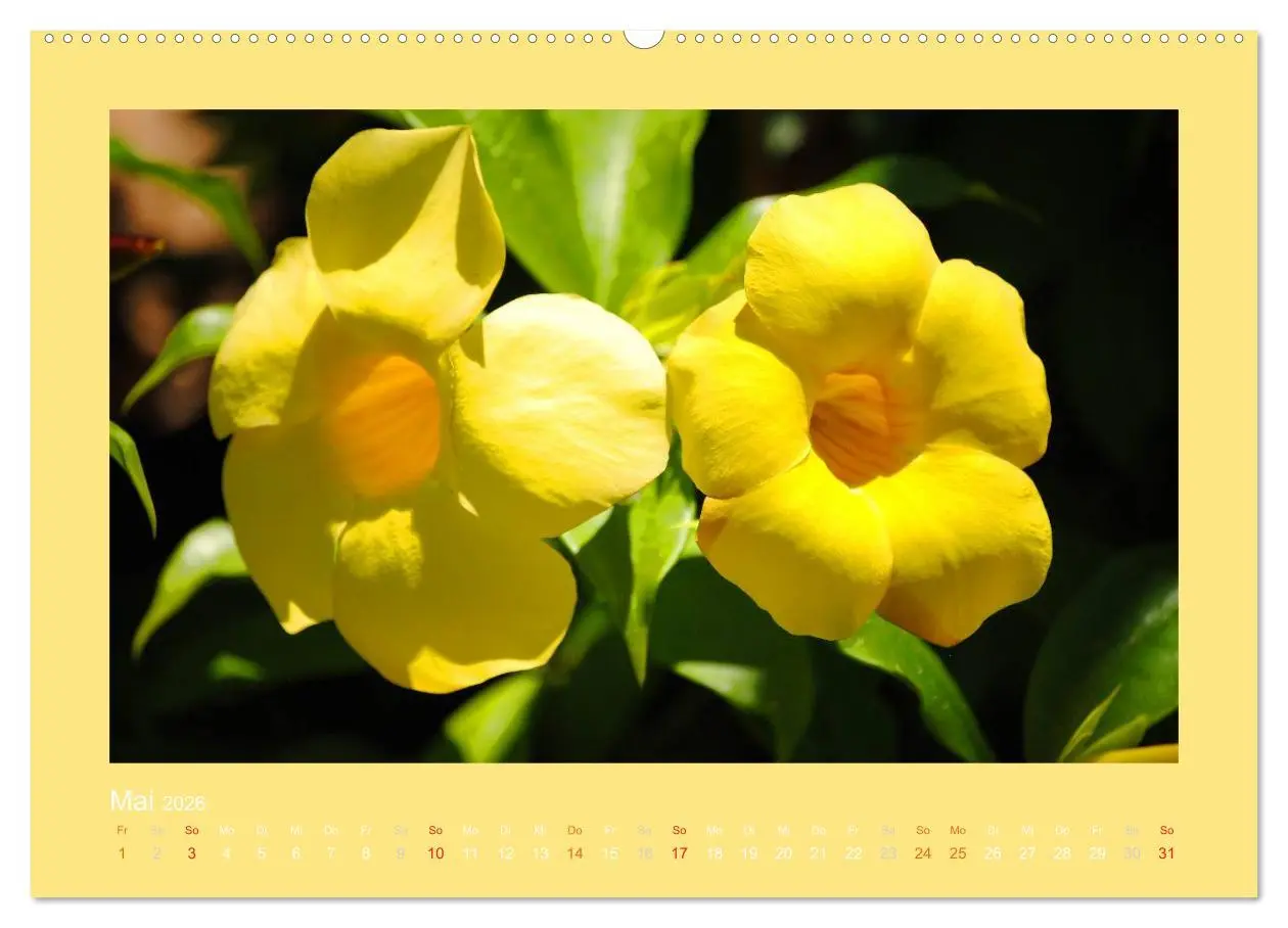 Bild: 9783516038842 | Aloha Blütenzauber aus Hawaii (Wandkalender 2026 DIN A2 quer),...