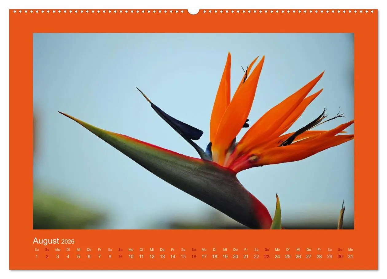 Bild: 9783516038842 | Aloha Blütenzauber aus Hawaii (Wandkalender 2026 DIN A2 quer),...