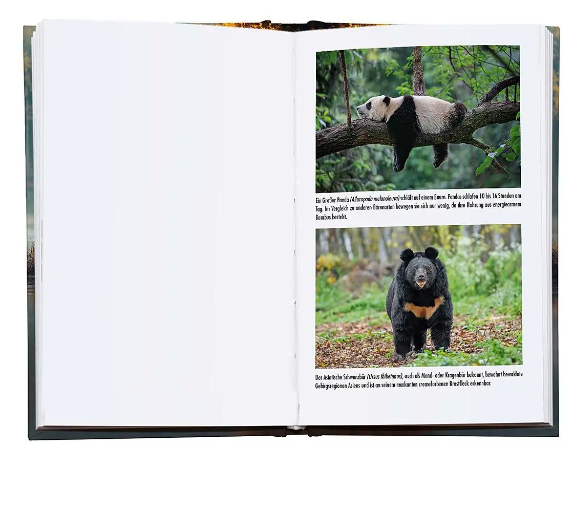 Bild: 9783426449042 | Im Reich der Bären | Moritz Klose | Buch | 304 S. | Deutsch | 2025