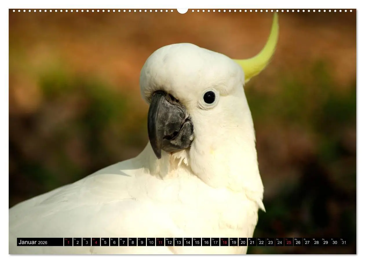 Bild: 9783516089042 | Die Tierwelt in Australien (hochwertiger Premium Wandkalender 2026...