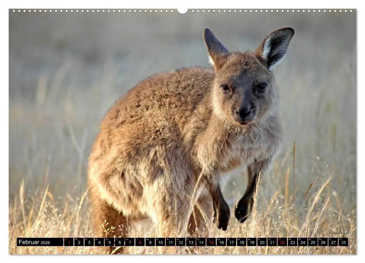 Bild: 9783516089042 | Die Tierwelt in Australien (hochwertiger Premium Wandkalender 2026...
