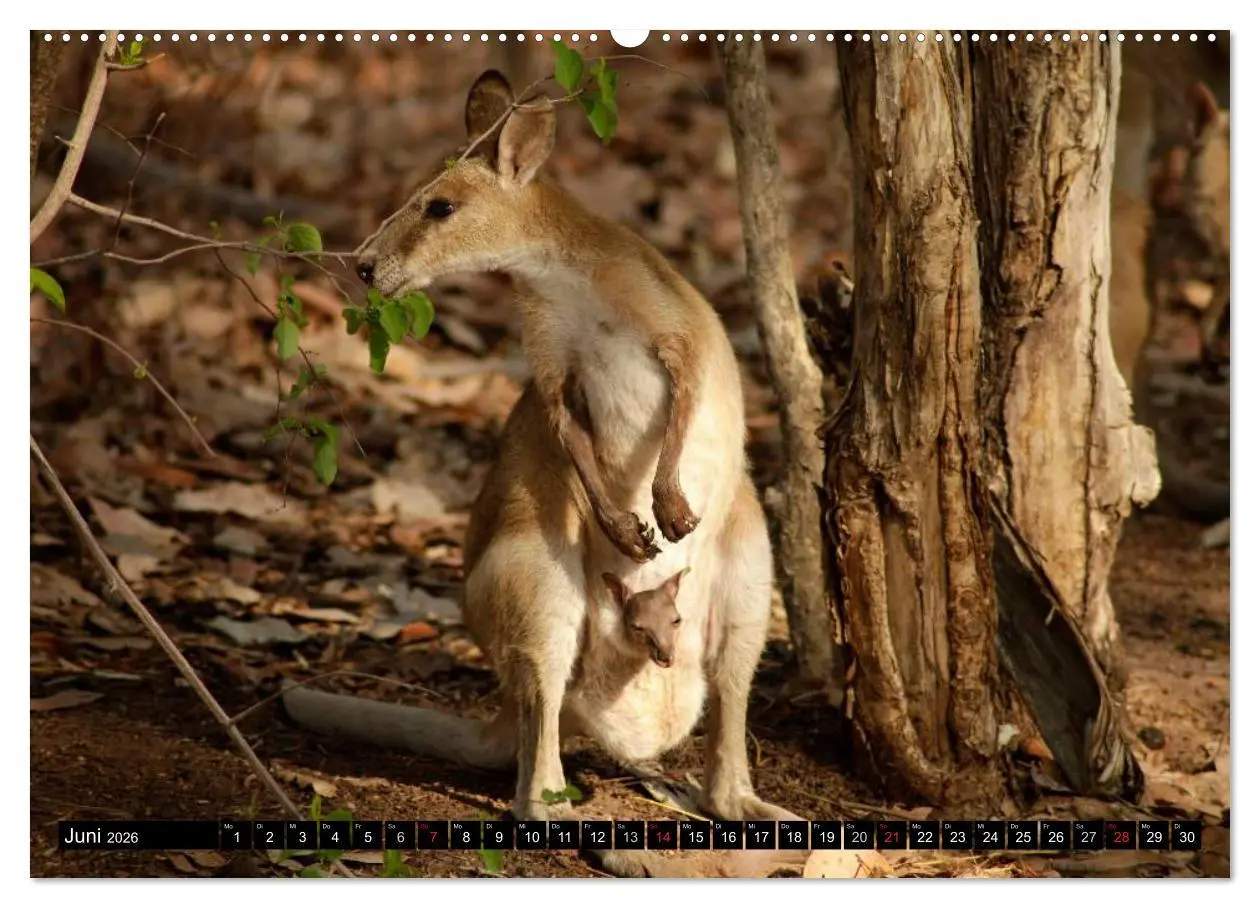 Bild: 9783516089042 | Die Tierwelt in Australien (hochwertiger Premium Wandkalender 2026...