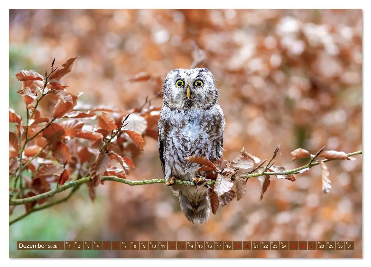 Bild: 9783516609042 | Europas Greifvögel und Eulen (Wandkalender 2026 DIN A2 quer),...