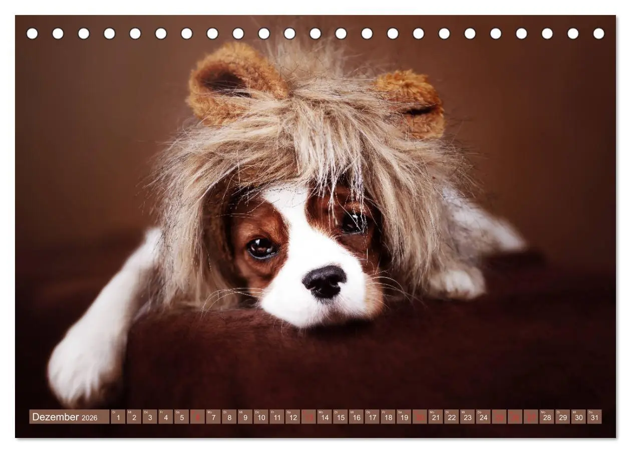 Bild: 9783457749142 | Der Welpenkalender - Cavalier King Charles Spaniel (Tischkalender...