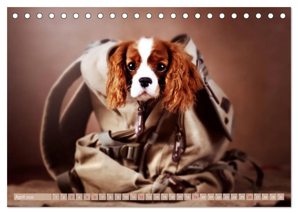 Bild: 9783457749142 | Der Welpenkalender - Cavalier King Charles Spaniel (Tischkalender...