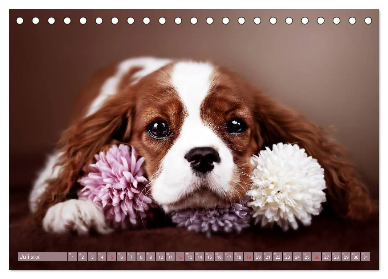 Bild: 9783457749142 | Der Welpenkalender - Cavalier King Charles Spaniel (Tischkalender...
