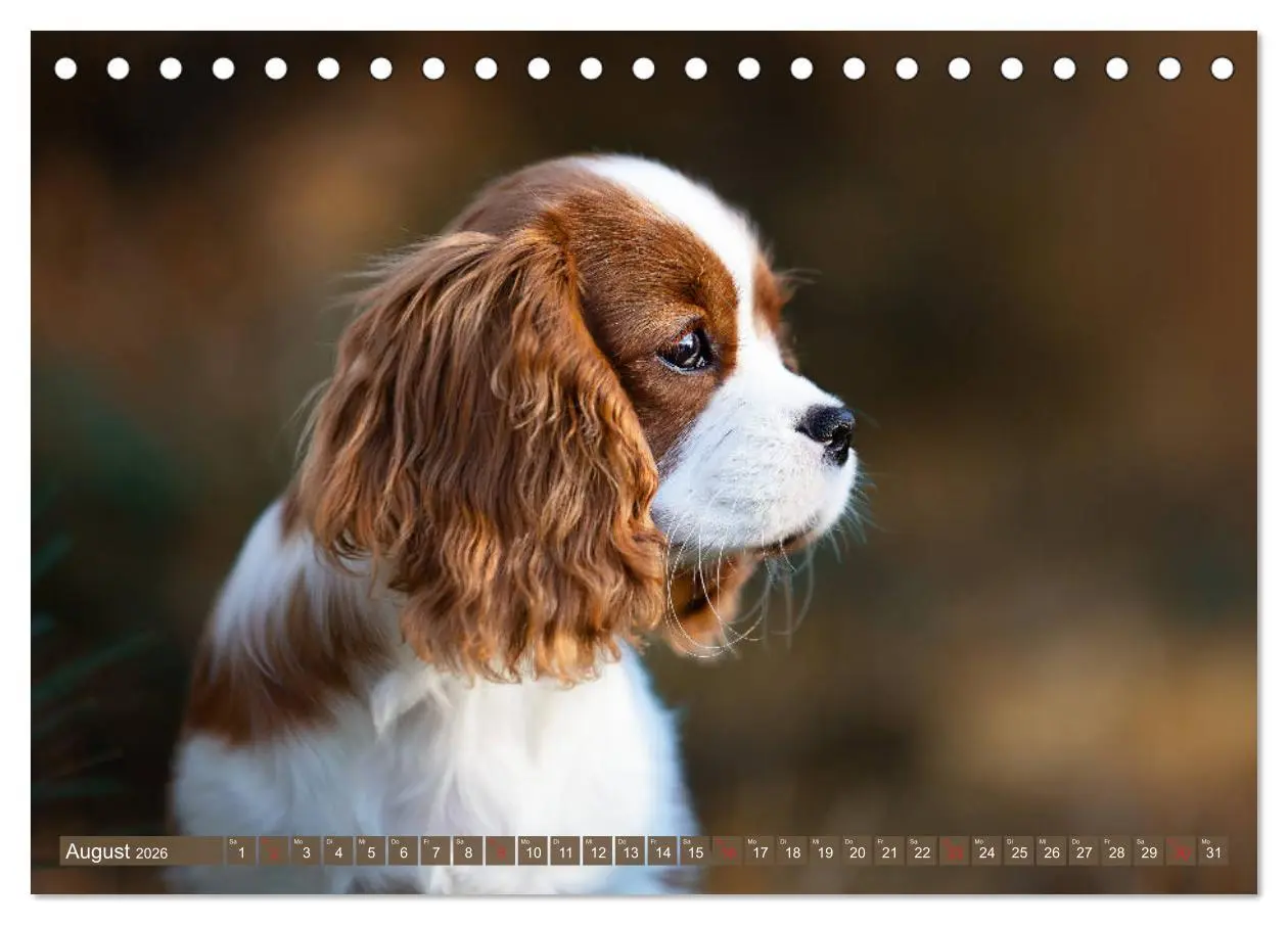 Bild: 9783457749142 | Der Welpenkalender - Cavalier King Charles Spaniel (Tischkalender...