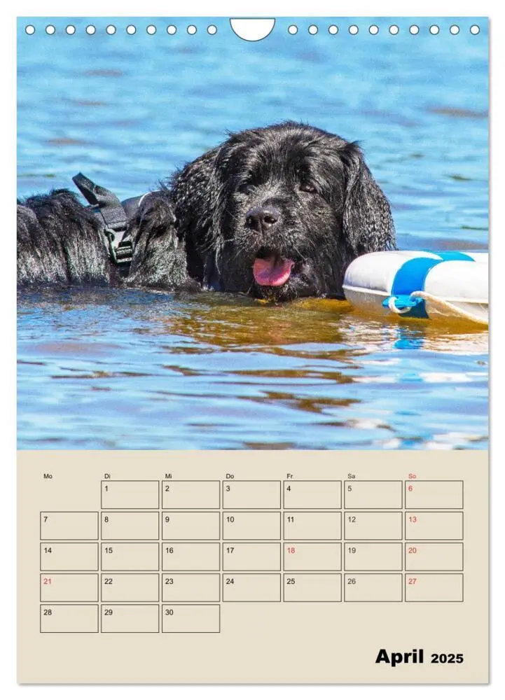 Bild: 9783435959242 | Familienplaner Neufundländer - Freund und Retter (Wandkalender 2025...