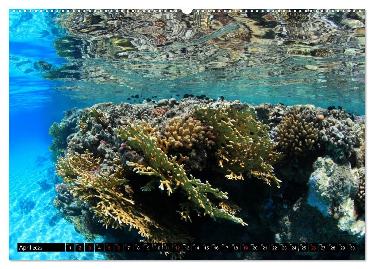 Bild: 9783457669242 | Rotes Meer Unterwasser (hochwertiger Premium Wandkalender 2026 DIN...