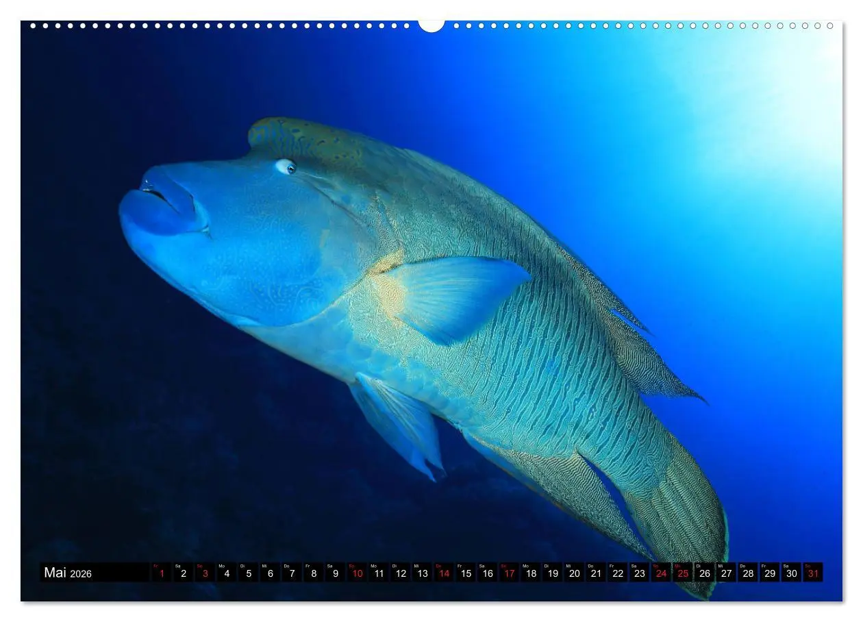 Bild: 9783457669242 | Rotes Meer Unterwasser (hochwertiger Premium Wandkalender 2026 DIN...