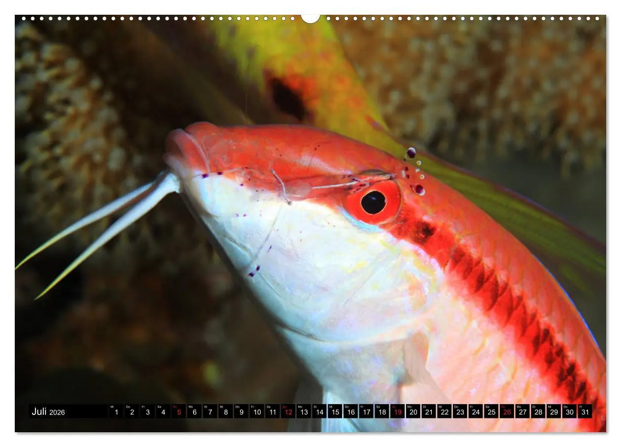 Bild: 9783457669242 | Rotes Meer Unterwasser (hochwertiger Premium Wandkalender 2026 DIN...