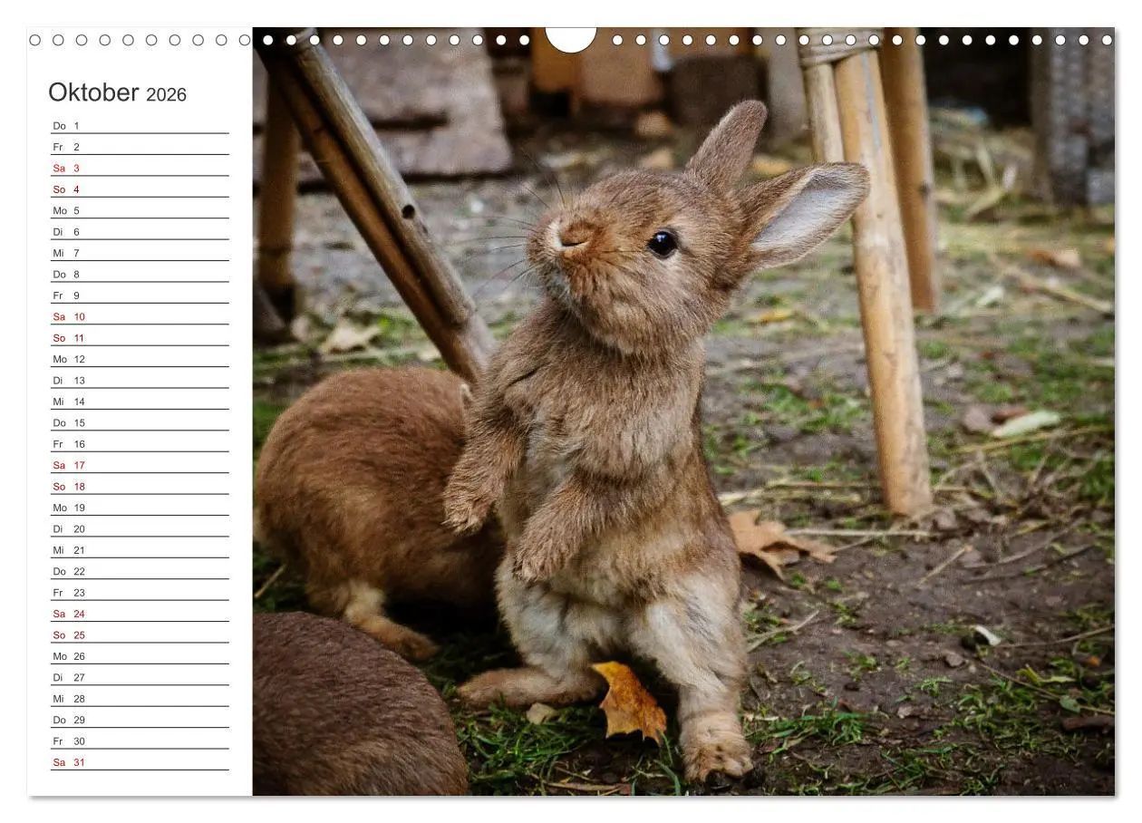 Bild: 9783457589342 | Eine glückliche Kaninchenfamilie (Wandkalender 2026 DIN A3 quer),...