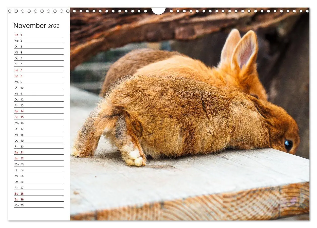 Bild: 9783457589342 | Eine glückliche Kaninchenfamilie (Wandkalender 2026 DIN A3 quer),...