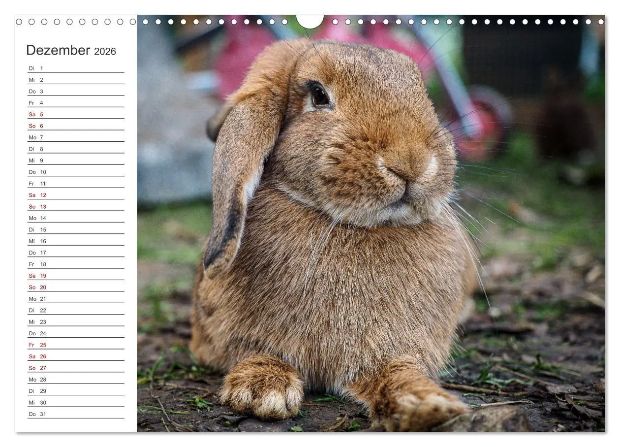 Bild: 9783457589342 | Eine glückliche Kaninchenfamilie (Wandkalender 2026 DIN A3 quer),...