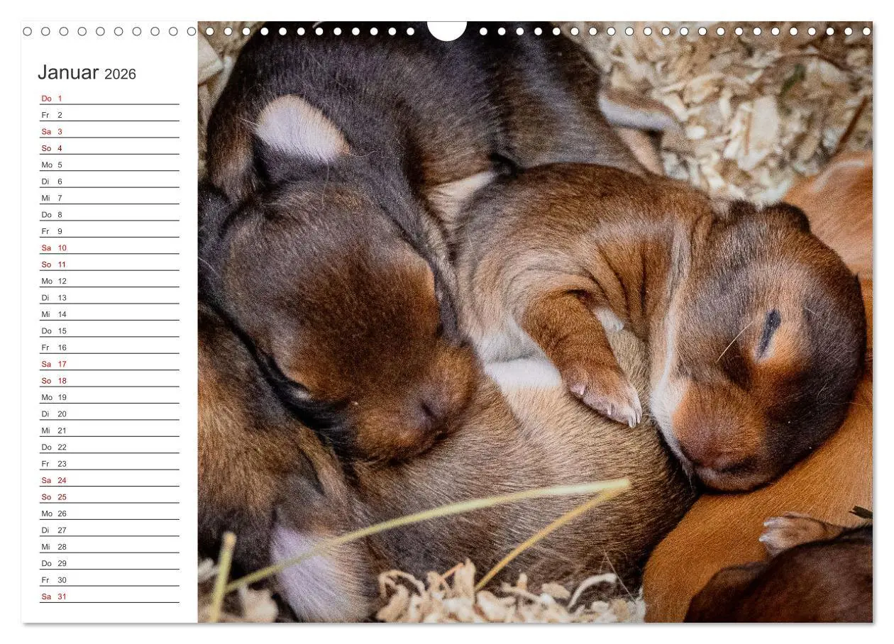 Bild: 9783457589342 | Eine glückliche Kaninchenfamilie (Wandkalender 2026 DIN A3 quer),...