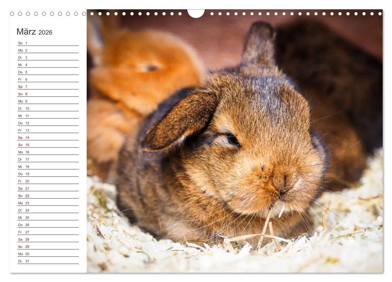 Bild: 9783457589342 | Eine glückliche Kaninchenfamilie (Wandkalender 2026 DIN A3 quer),...