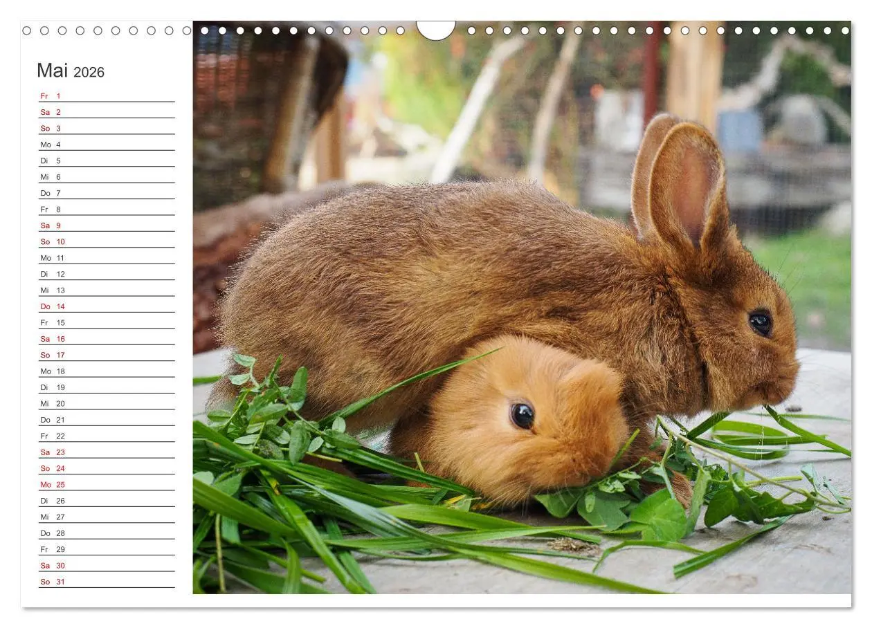 Bild: 9783457589342 | Eine glückliche Kaninchenfamilie (Wandkalender 2026 DIN A3 quer),...