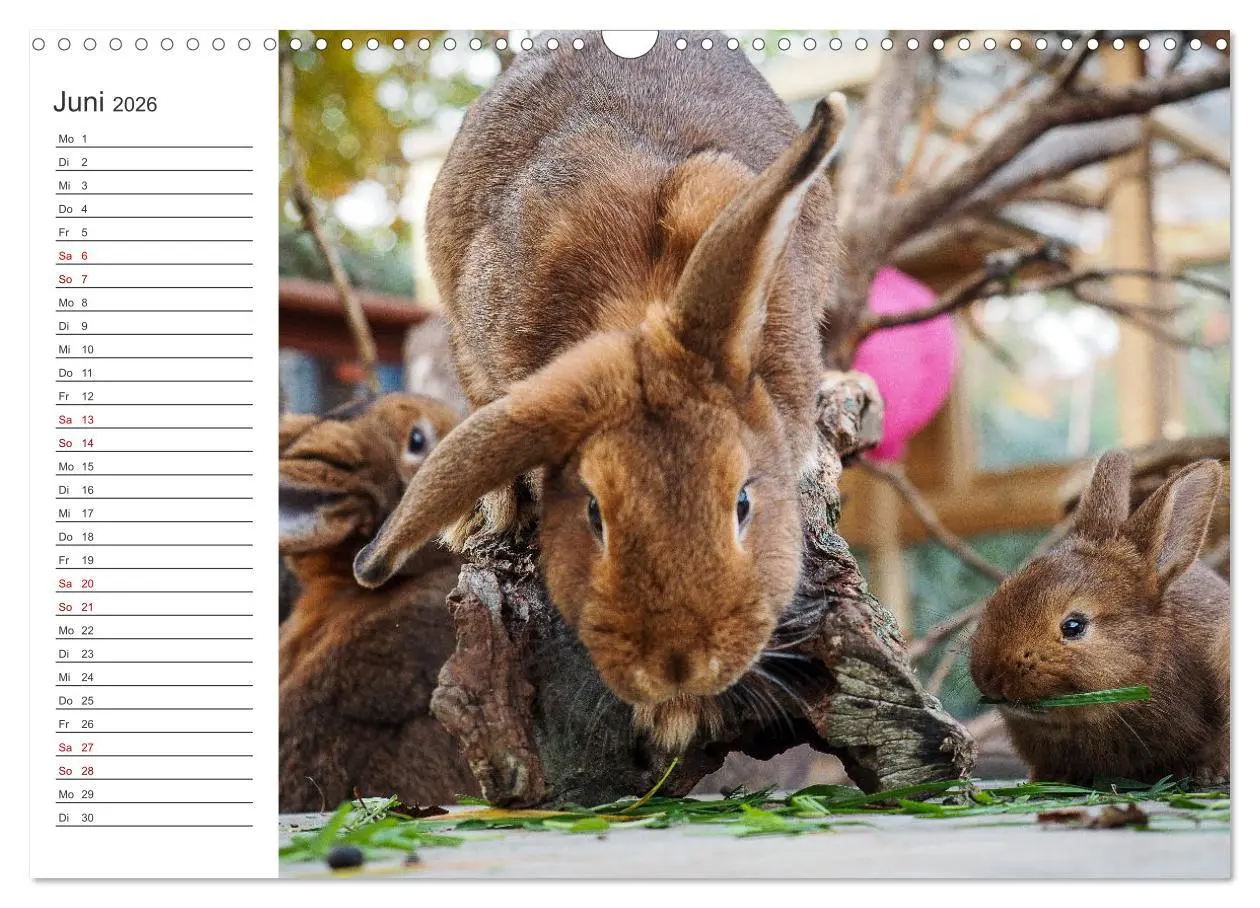 Bild: 9783457589342 | Eine glückliche Kaninchenfamilie (Wandkalender 2026 DIN A3 quer),...