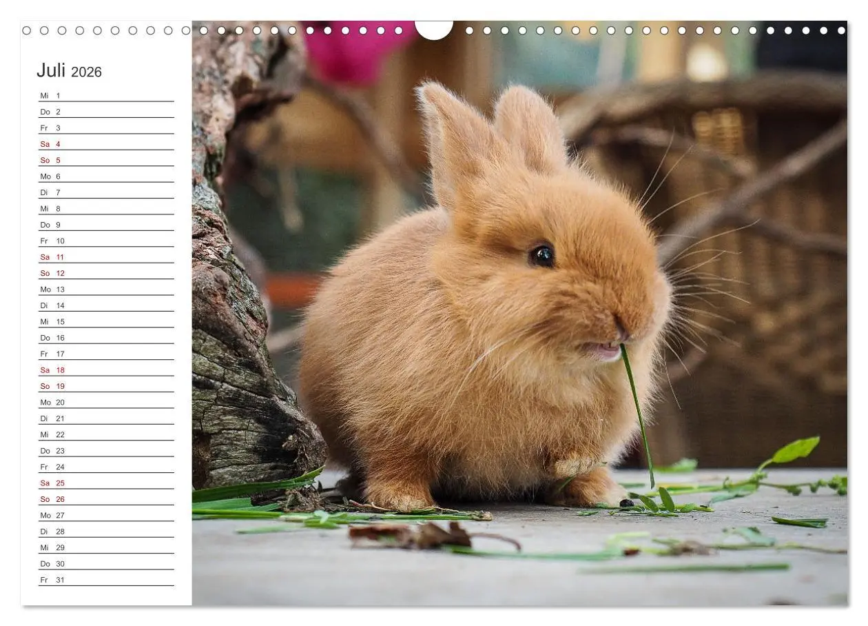 Bild: 9783457589342 | Eine glückliche Kaninchenfamilie (Wandkalender 2026 DIN A3 quer),...