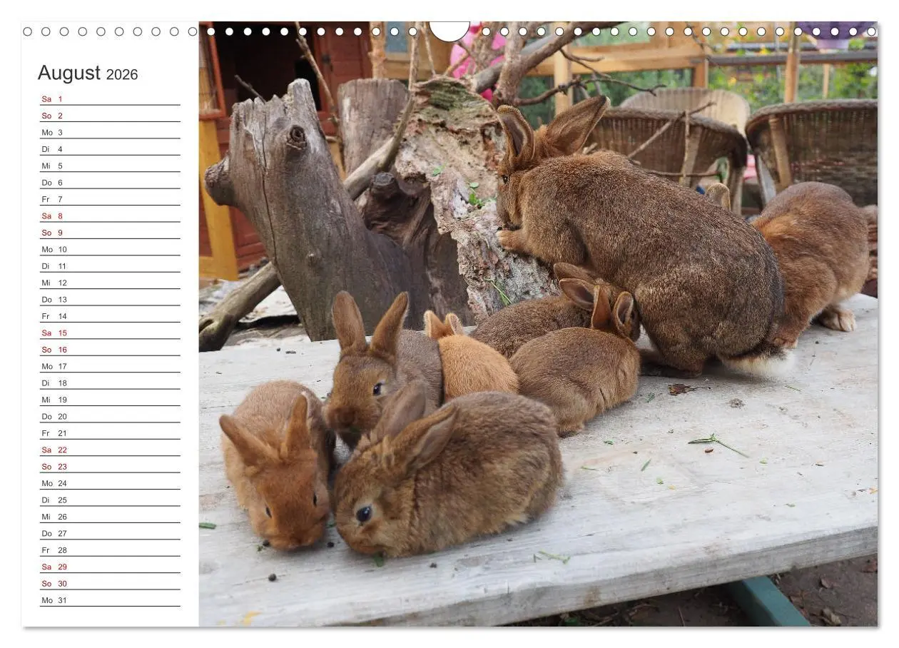 Bild: 9783457589342 | Eine glückliche Kaninchenfamilie (Wandkalender 2026 DIN A3 quer),...