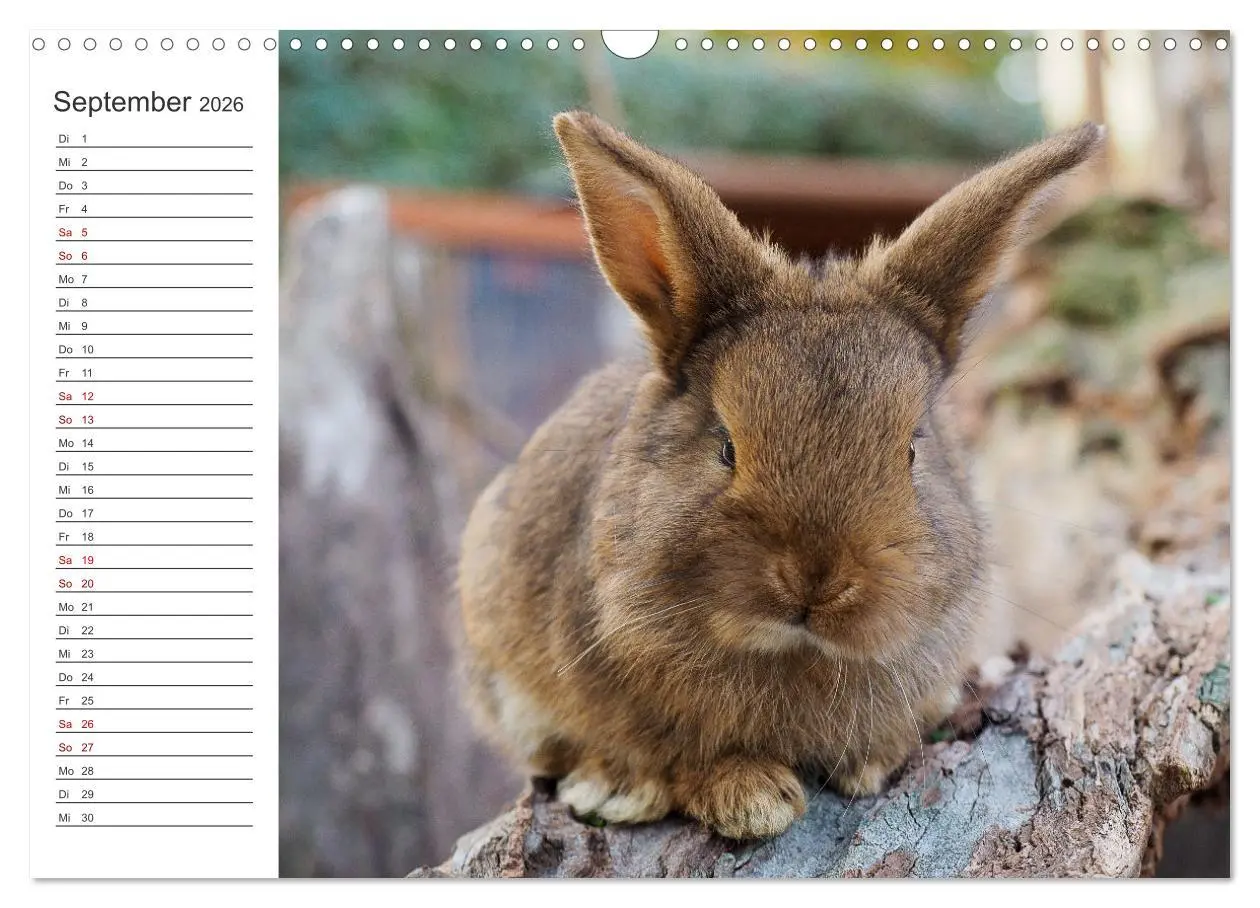 Bild: 9783457589342 | Eine glückliche Kaninchenfamilie (Wandkalender 2026 DIN A3 quer),...