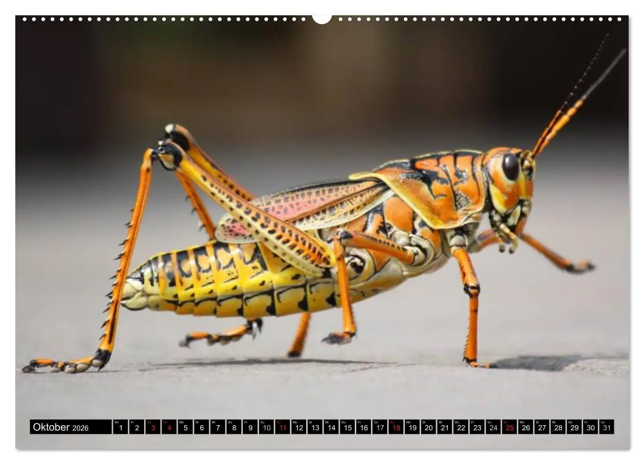 Bild: 9783516129342 | Insekten ¿ Bizarre Naturwunder (hochwertiger Premium Wandkalender...