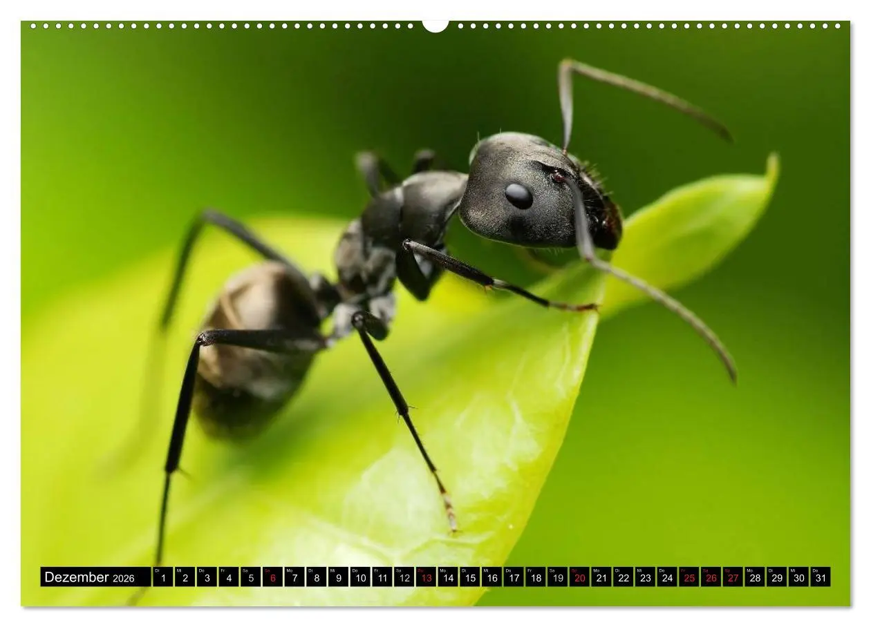 Bild: 9783516129342 | Insekten ¿ Bizarre Naturwunder (hochwertiger Premium Wandkalender...