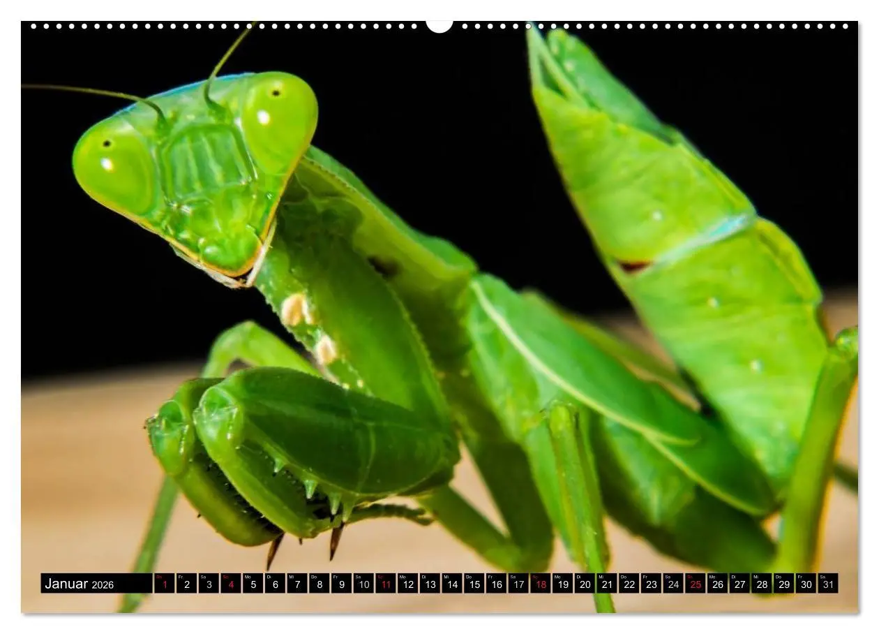Bild: 9783516129342 | Insekten ¿ Bizarre Naturwunder (hochwertiger Premium Wandkalender...
