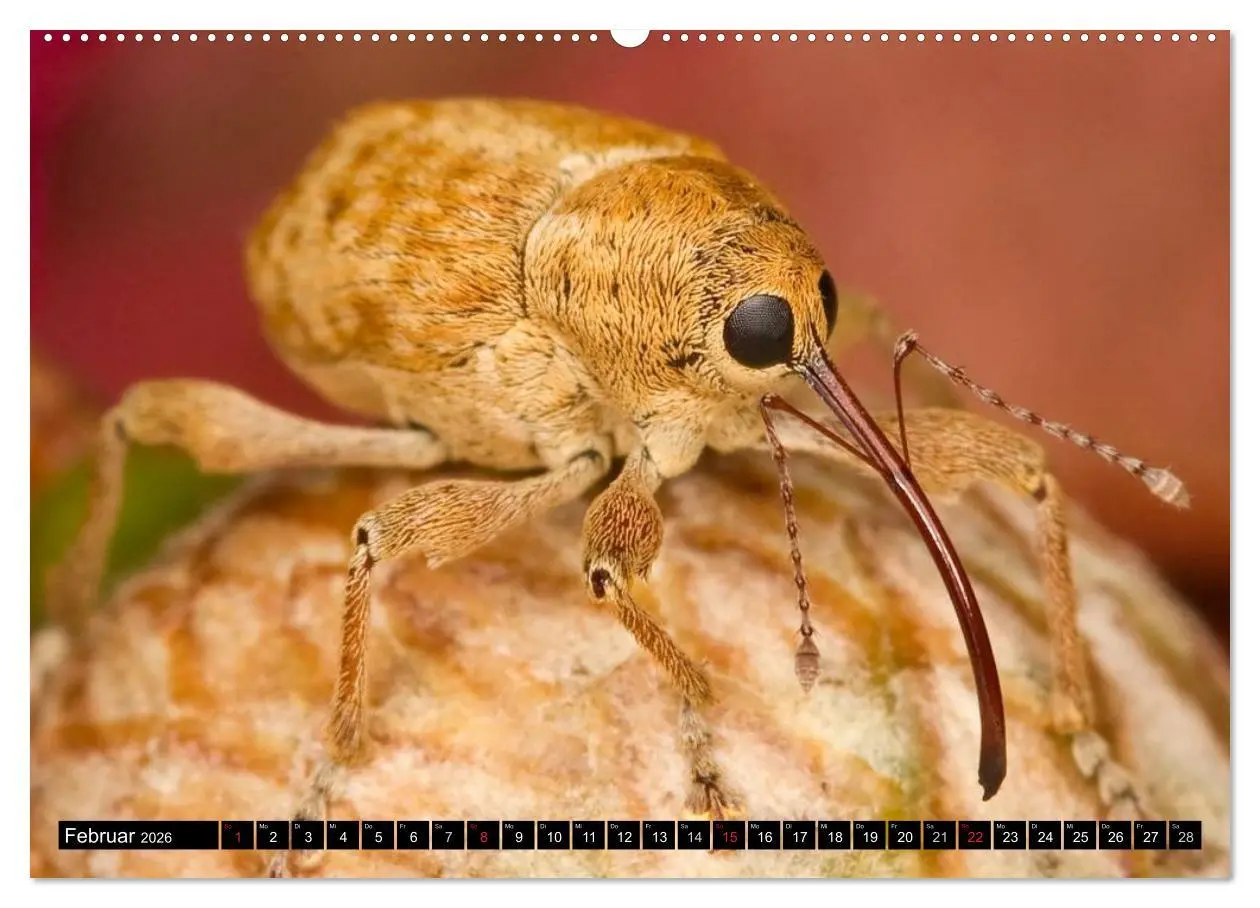 Bild: 9783516129342 | Insekten ¿ Bizarre Naturwunder (hochwertiger Premium Wandkalender...