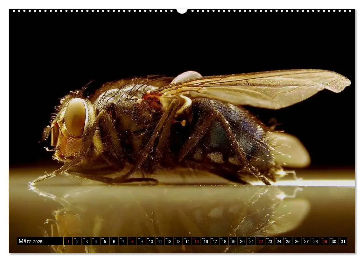 Bild: 9783516129342 | Insekten ¿ Bizarre Naturwunder (hochwertiger Premium Wandkalender...