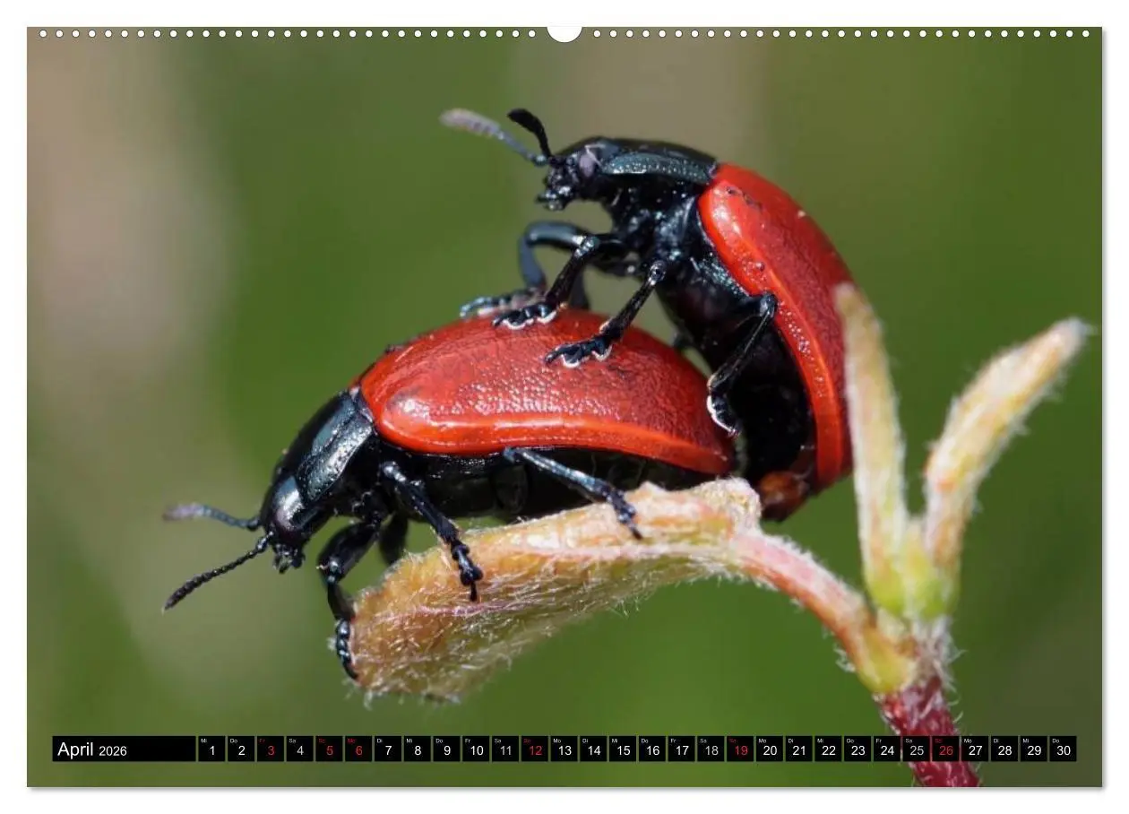 Bild: 9783516129342 | Insekten ¿ Bizarre Naturwunder (hochwertiger Premium Wandkalender...