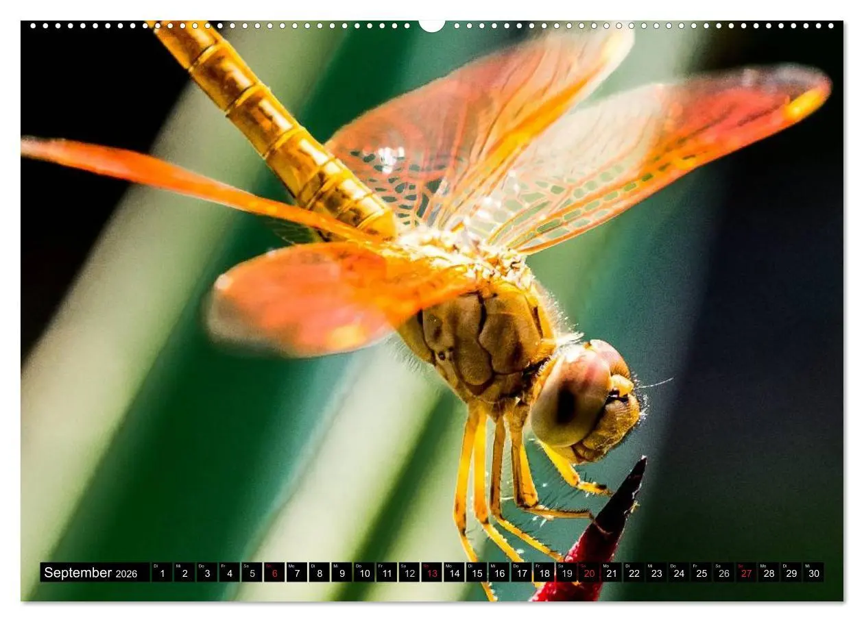 Bild: 9783516129342 | Insekten ¿ Bizarre Naturwunder (hochwertiger Premium Wandkalender...